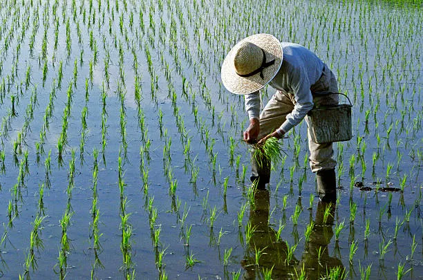 288.500+ Arrozal Fotografías de stock, fotos e imágenes libres de derechos - iStock | Delta del ebro, Tierra, Flores
